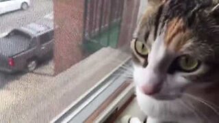 Un chat essaye de communiquer avec des oiseaux