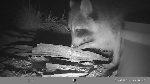 Raccoon🦝 🙌 hands up close👀and in your face 💀 #cute #funny #animal #nature #wildlife #trailcam #farm