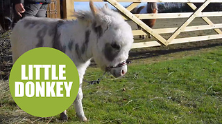 Ottie is the world's littlest donkey at just 19 inches tall