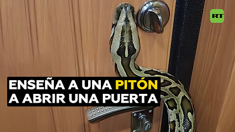 Pitón abre la puerta de la casa luego de que la anfitriona le enseñara