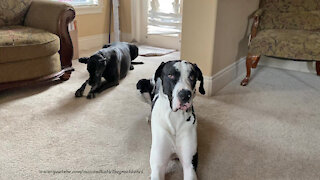 Innocent Great Dane gets caught nibbling on the blinds