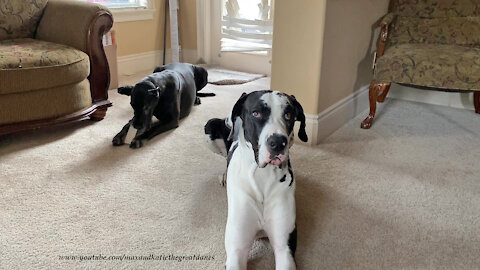 Innocent Great Dane gets caught nibbling on the blinds