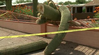 Storm knocks over saguaro at westside mobile home park