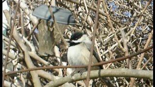 Chickadee Birds playing in a Kiwi Vine