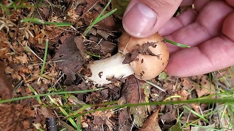 After The Wind And Rain, Mother Mushroom Comes To Help