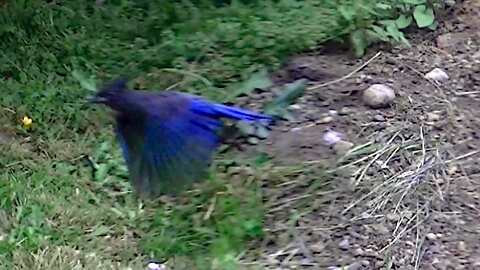 IECV NV #617 - 👀 Steller's Jay In The Weeping Willow Tree & On The Ground🐦 6-9-2018