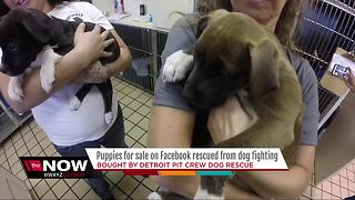 Puppies for sale on Facebook rescued from dog fighting by Detroit Pit Crew