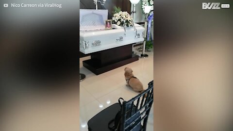 Cão não sai de perto de caixão de dono após seu falecimento