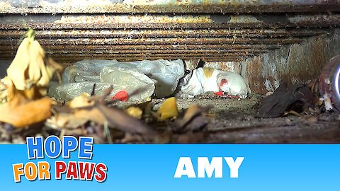 Amy - an injured Chihuahua hiding from rescuers. Find out how YOU can help her today!