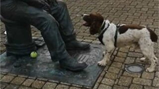 Cão fica frustrado ao tentar brincar com estátua