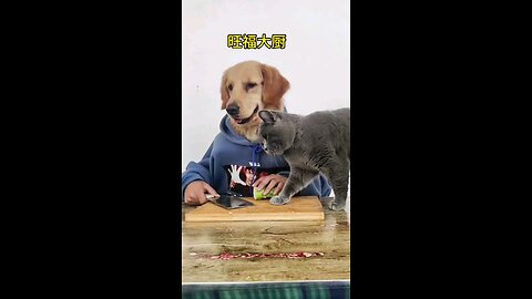 Dog Funny video.