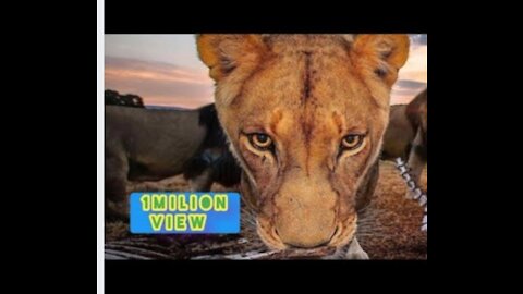 Two Lion animal Fanny Video