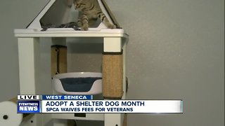 Free adoptions for veterans at Erie County SPCA