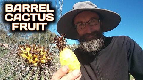 Barrel Cactus Fruit