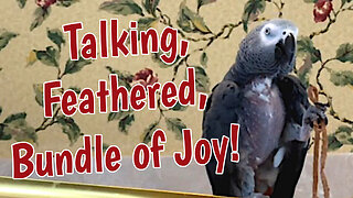 Einstein Parrot is a Talking Feathered Bundle of Joy!