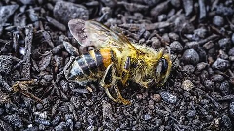 Phénomène de la mort des abeilles : phénomène CCD de la disparition de colonies d'abeilles.