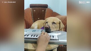 Labrador adora cantar ao som de teclado!