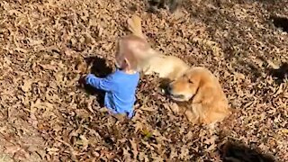 Golden Retriever And Kiddo Play In Pile Of Leaves