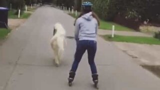 Pony gives owner a lift