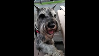 Fafner the Schnauzer gets his pizza