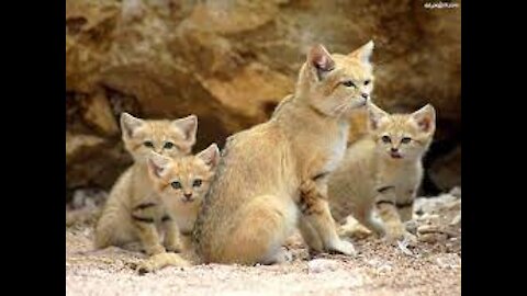 Sand cat against the desert snake