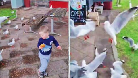 Birds Chase a Boy Causing Him to Drop His Donut as They All Rush to Eat It