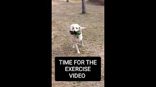 Danny and the Juniors and Tripawd RILEY - Hoppin' Exercise Video