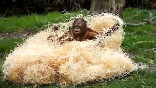 Cucciolo di orango tango gioca buffamente con la paglia