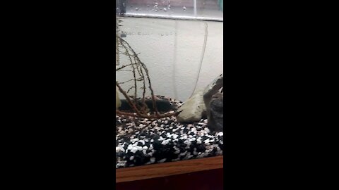 PNW Salamander Eggs and Tree Frog Tadpoles - Day 4
