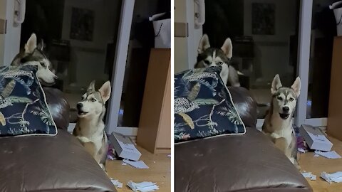 Defiant Husky Totally Mocks Owner's Laugh