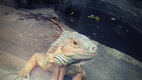 The big green iguana lives in the zoo