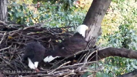 Hays Eagles nestorations this Morning 10.8.23 7:07am