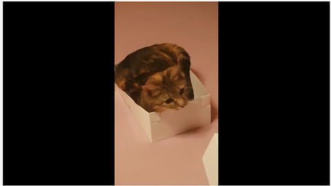Funny cat awkwardly squeezes into very small box
