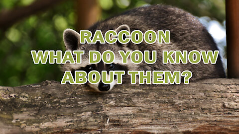 RACCOON | WHAT DO YOU KNOW ABOUT THEM?
