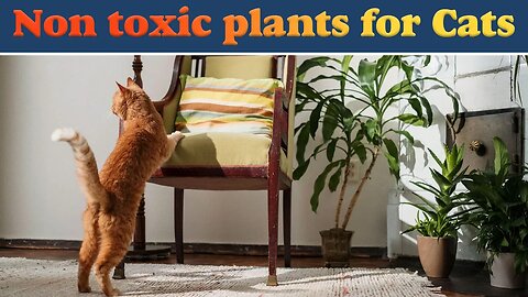 Non toxic plants for cats | Houseplants that you don't even think about