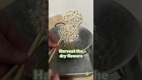 SAVE SEEDS from BOLTED ONIONS