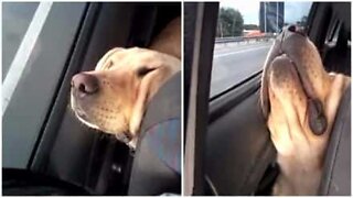 Cão dorme no carro de forma muito desconfortável