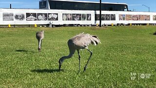 North America's largest outdoor photo exhibition in Sarasota