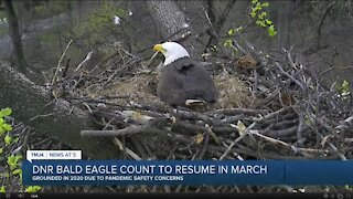 DNR hopes to continue annual bald eagle count after 2020 postponement