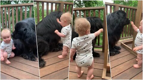 Giant dog happily babysits his favourite human
