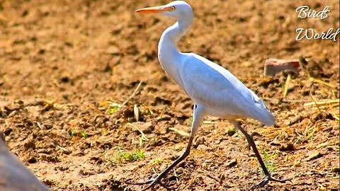 Beautiful Activites of Egret/Crane/ in opeHeron in grounds and feilds