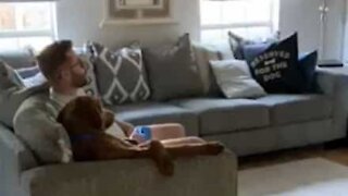 Cão senta-se como um humano a ver televisão