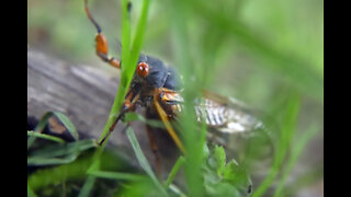 Michiganders should prepare for Brood X cicadas to emerge in 2021 after 17 years