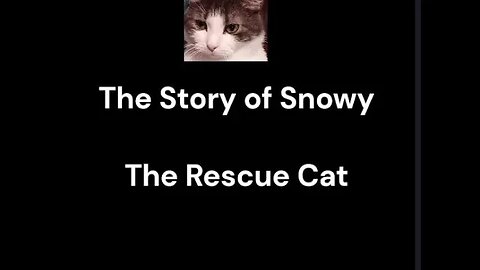 The Story of Snowy The Rescue Cat