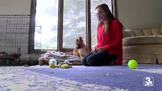 Omaha woman fostering animals despite pandemic woes