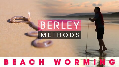HOT TIP!!! Berleying for Beach Worms = MORE WORMS