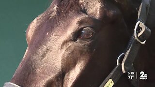 Kentucky Derby Winner cleared to run in the Preakness