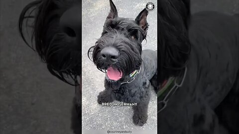 Giant Schnauzer 💖 Love in a Giant Package!