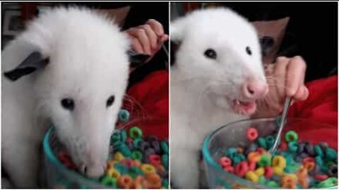 Chi avrebbe mai detto che agli opossum piacciono i cereali?