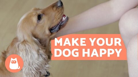 How to Make Your DOG HAPPIER - 10 Key Tips